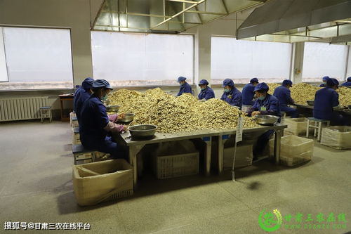 陇西县实现道地中药材生产全程可追溯环保建设工程